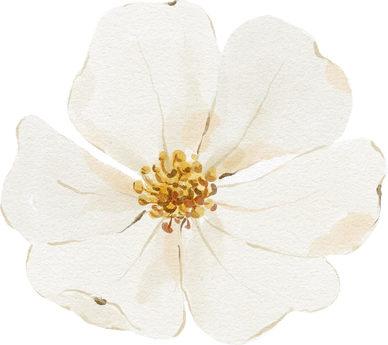 Watercolor white flower